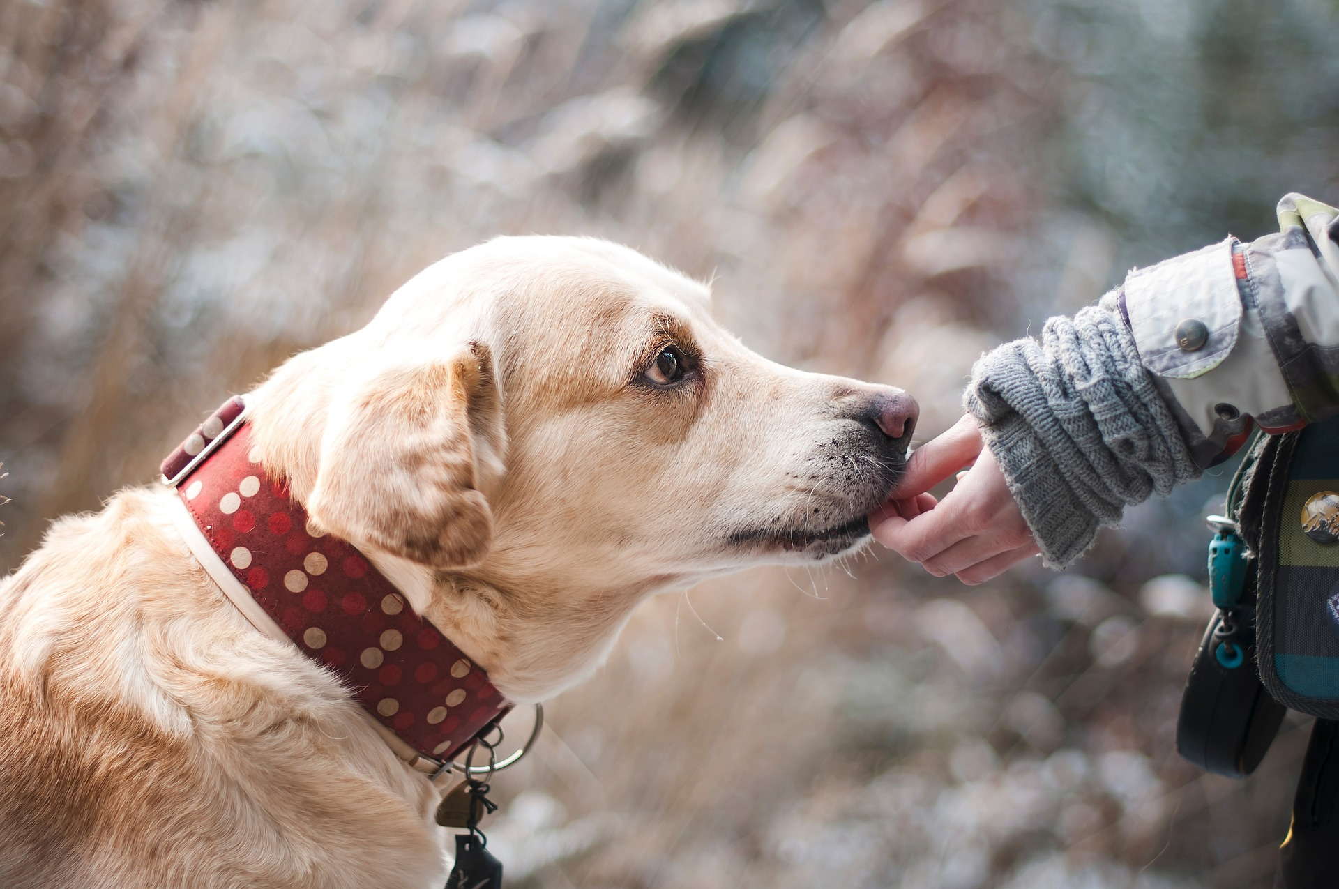 Pet cloning. Click to learn more about dog cloning