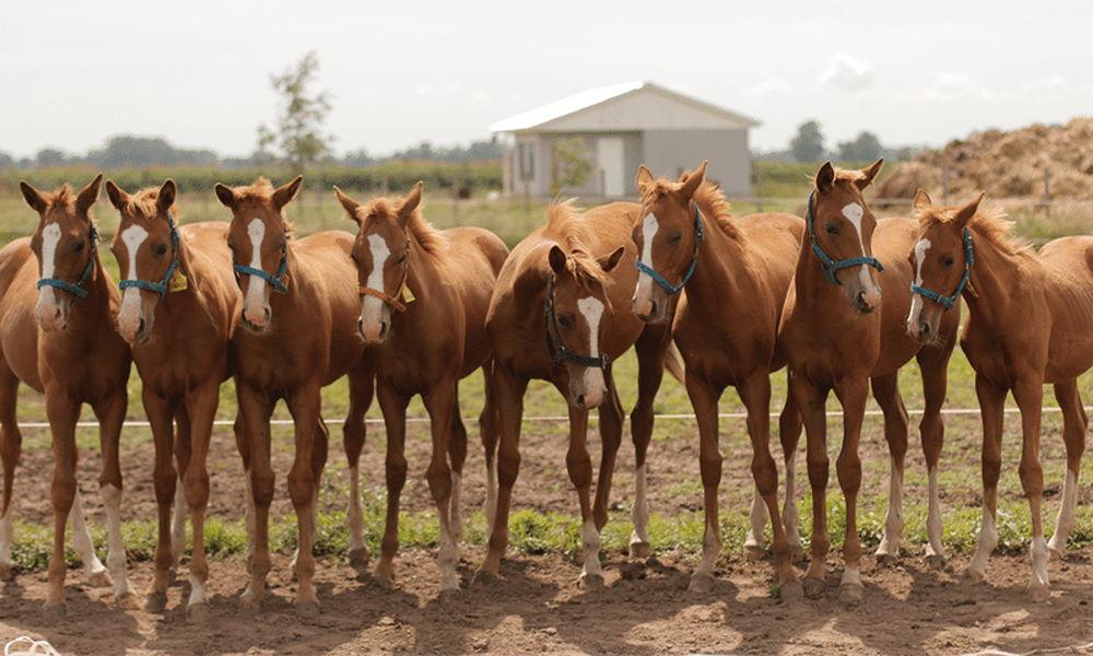 horse cloning