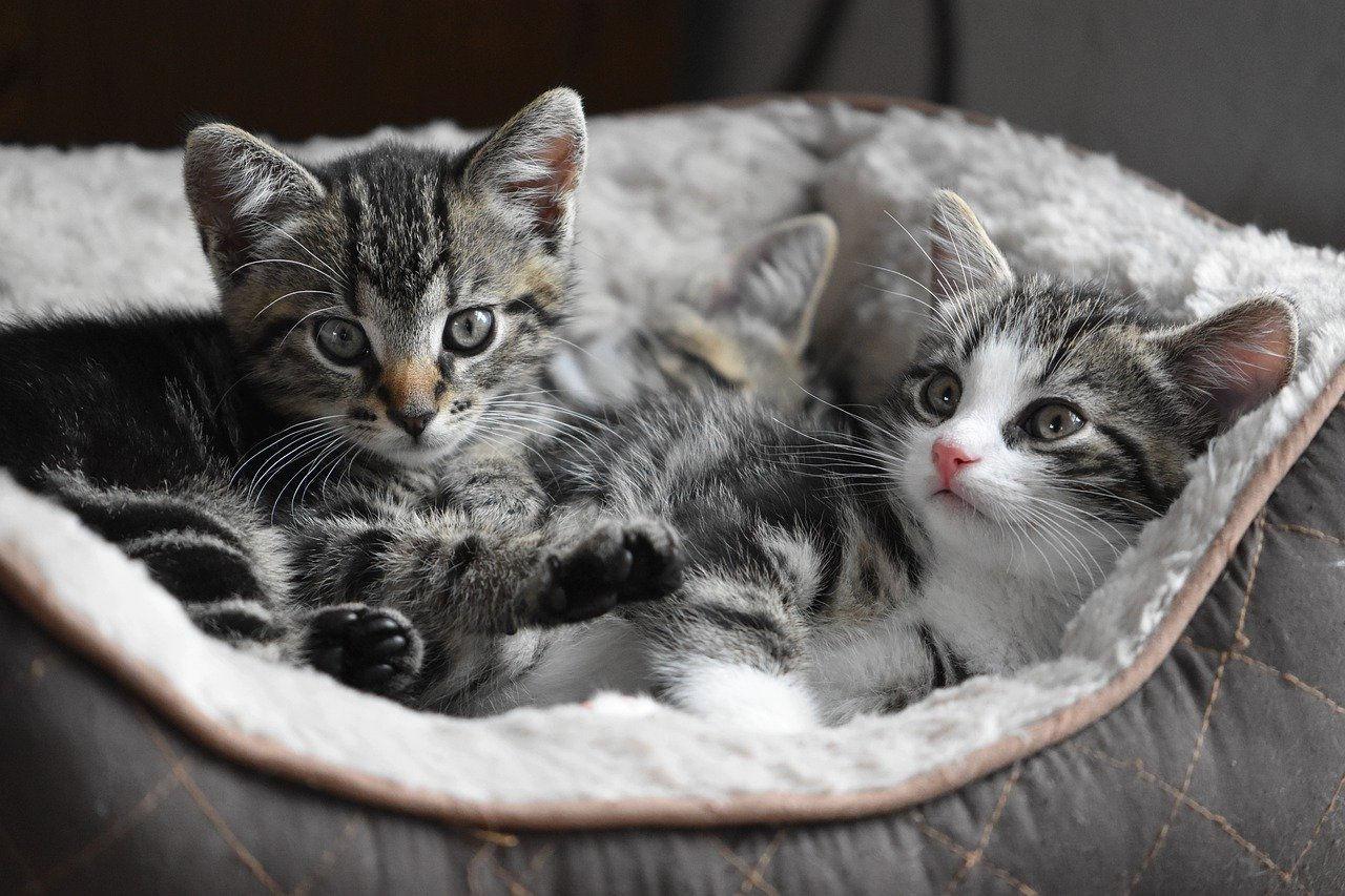 Pet cloning. Click to learn about cat cloning