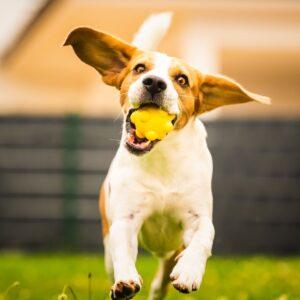 dog running with a ball