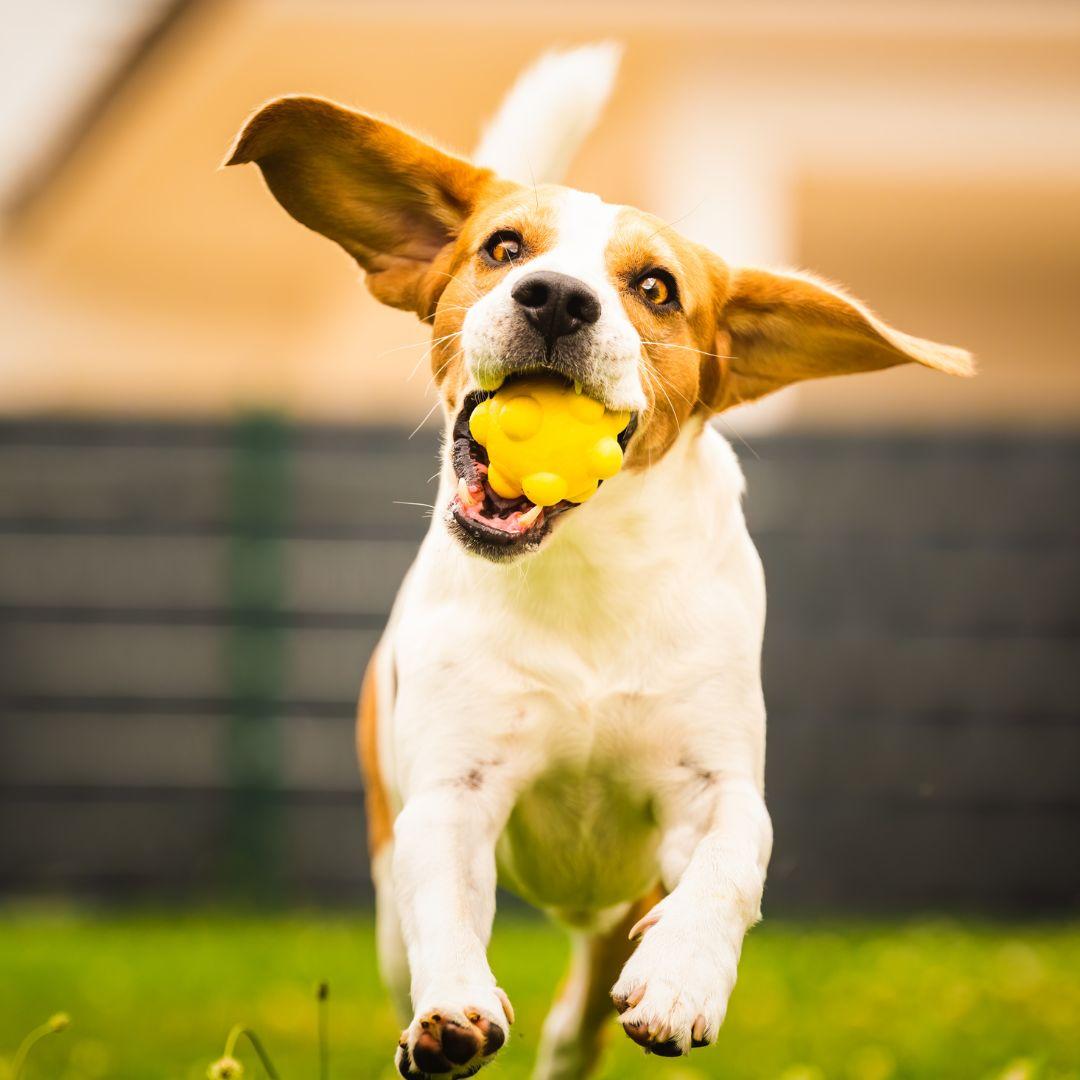 dog running with a ball