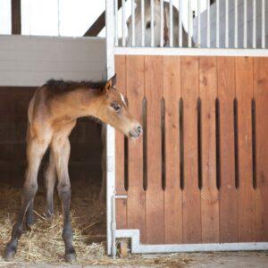 foal in a stall