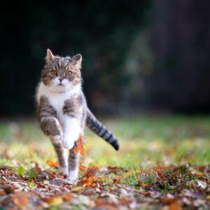 cat jumping 