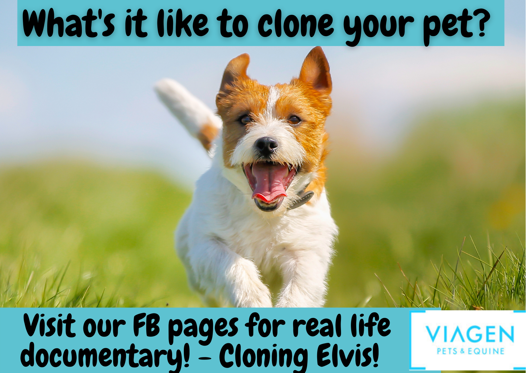 Clone a Pet