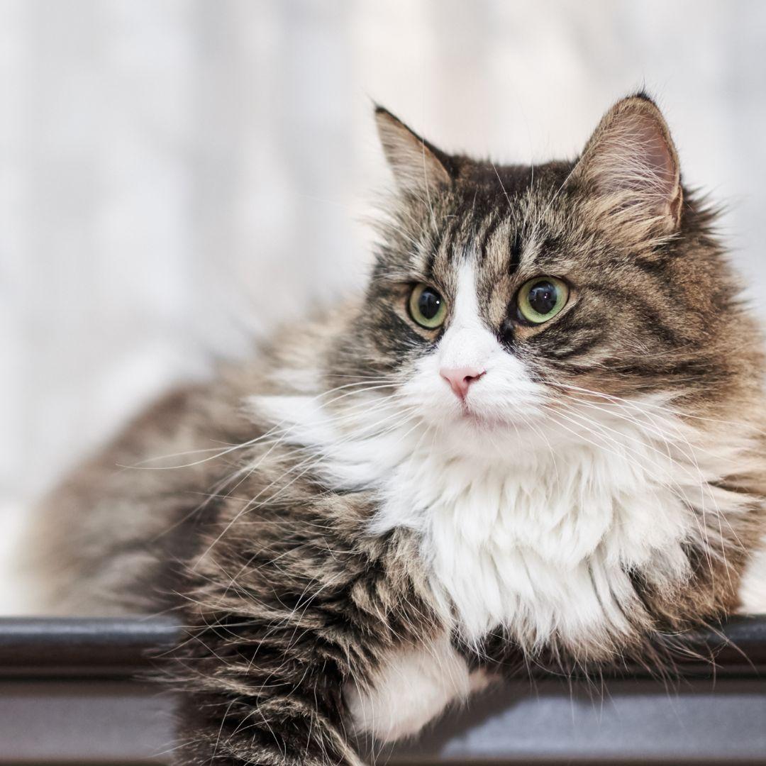 Clone cat from hair