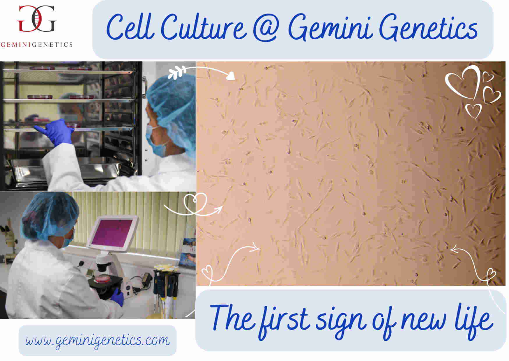 Cell Culture at Gemini Genetics