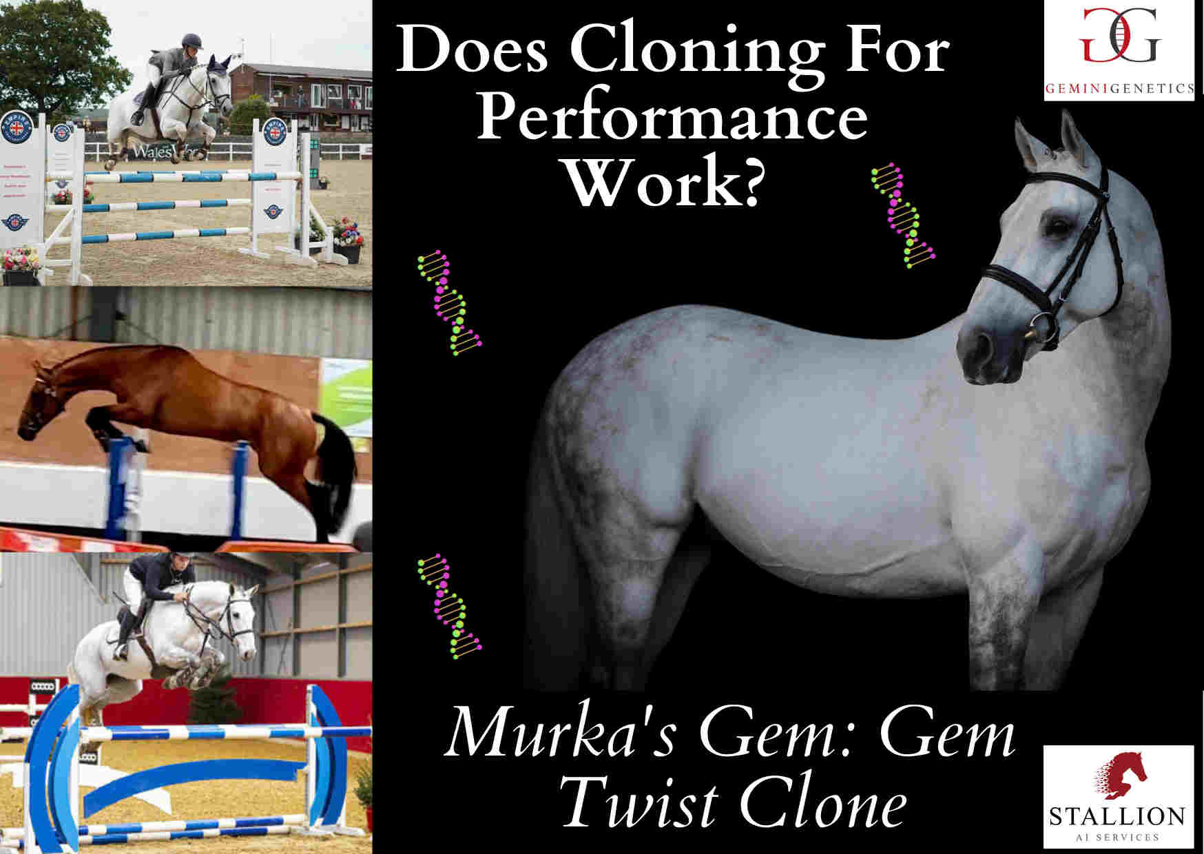 Cloning A Horse