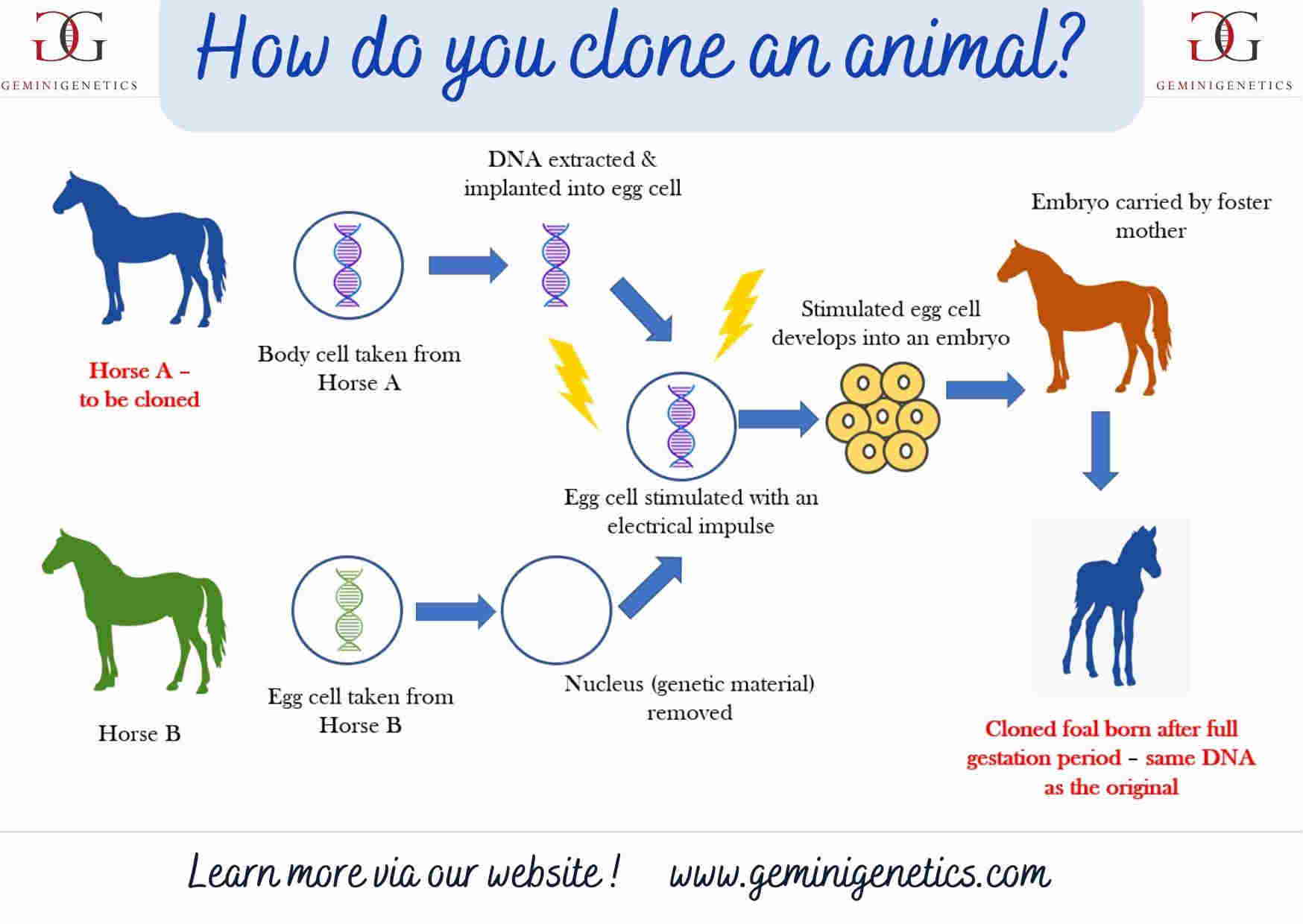 How Do You Clone an Animal? | Gemini Genetics