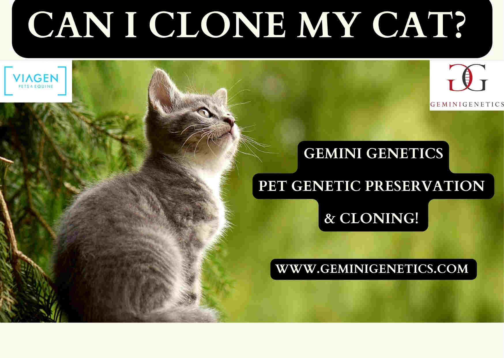 Clone Cat