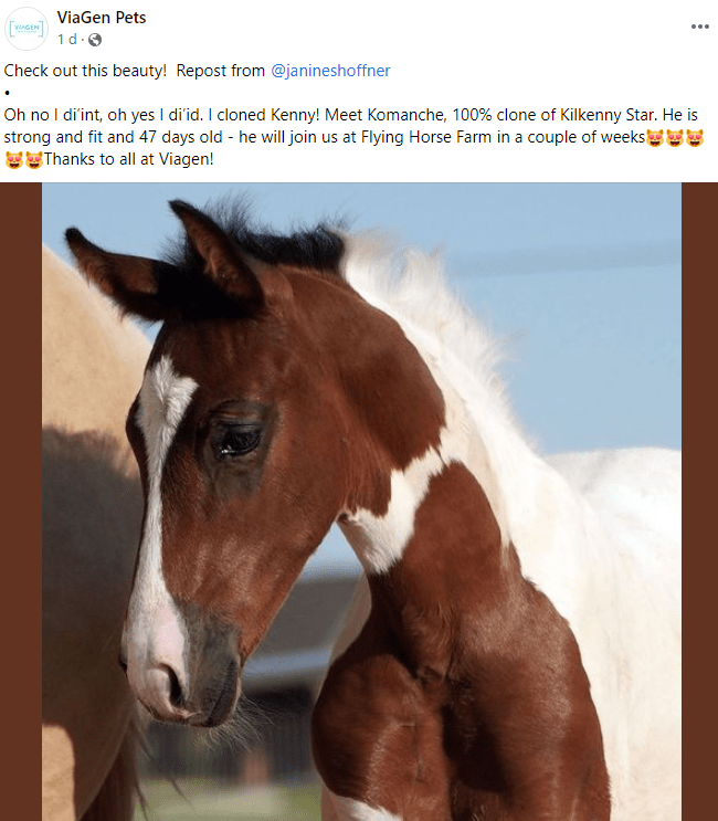 Equine Cloning in Action
