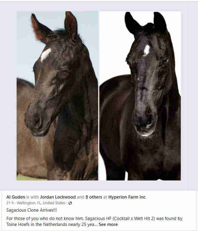 Equine Performance Cloning