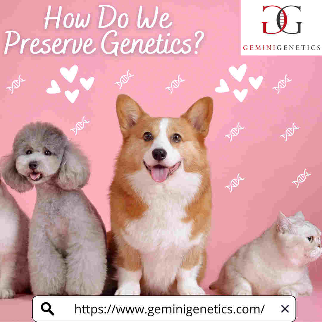 How Do We Preserve Pet Genetics Gemini Genetics