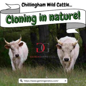Chillingham cattle natural clones