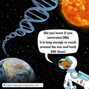 DNA Fact