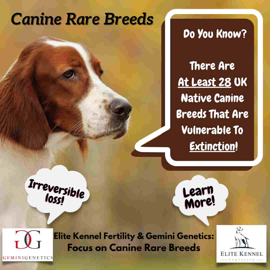 rare breed dogs
