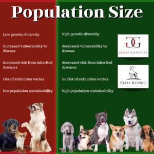 Rare Breed Dogs