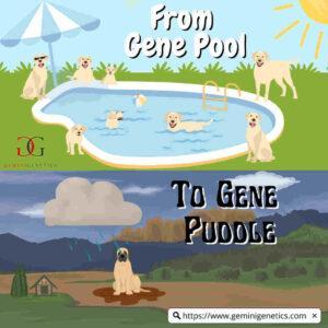 Gene Puddle