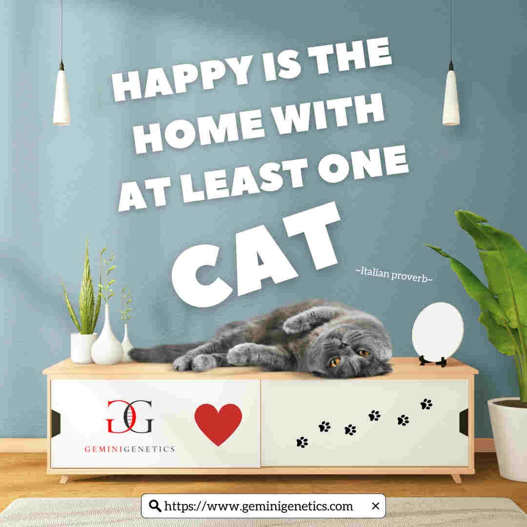 Cat Cloning UK
