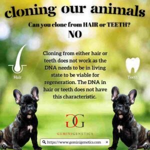 Pet Cloning. Can I Clone My Pet? 