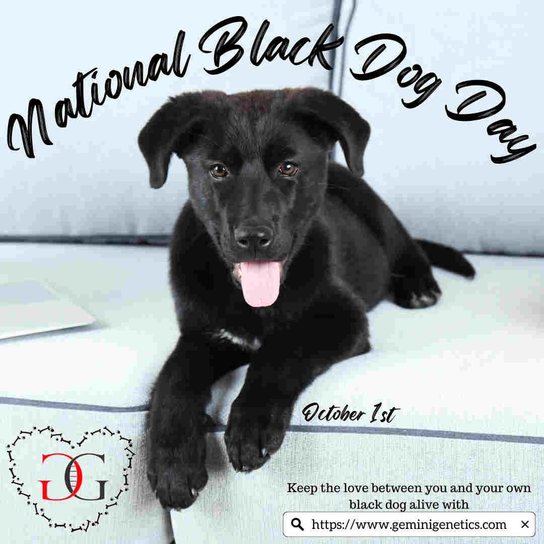 National Black Dog Day