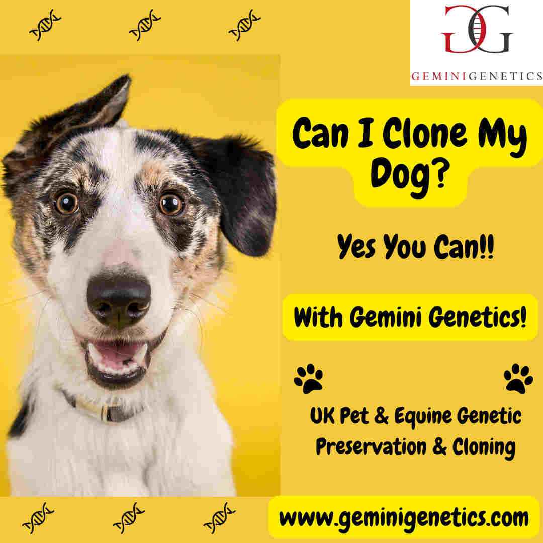 Can I Clone My Dog?