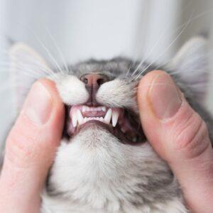 Grey cat showing his teeth