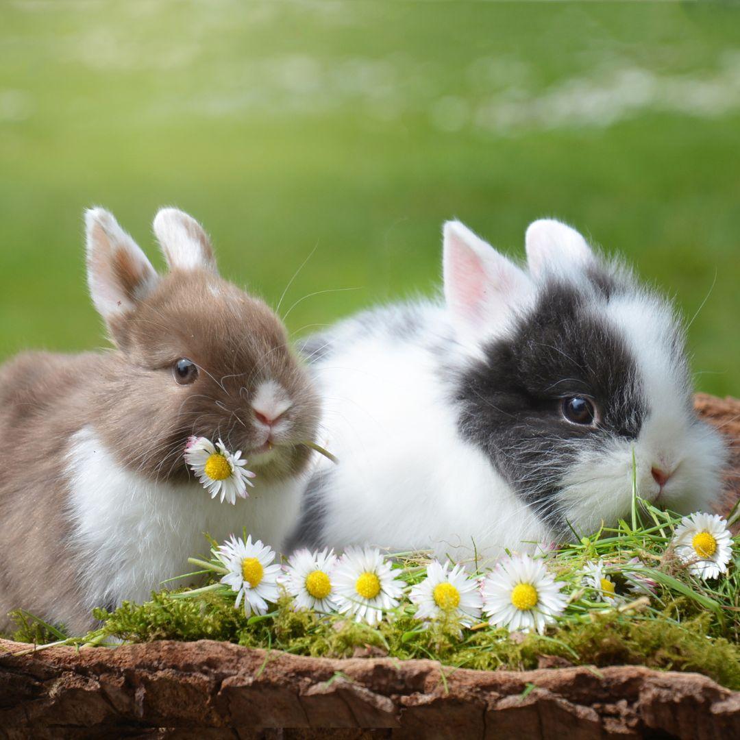 can i clone my rabbit