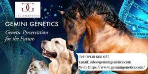 Gemini Genetics. Cat Cloning. Dog Cloning. Horse Cloning. 