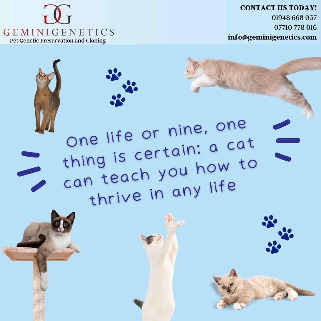 Cat Cloning FAQ UK