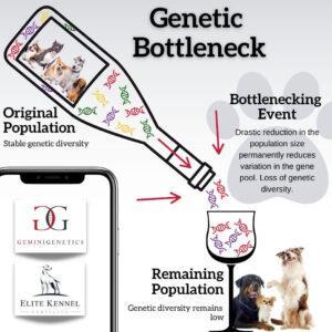 The Genetic Bottleneck 