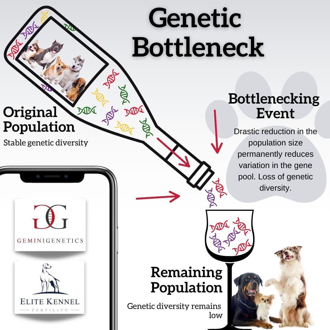 The Genetic Bottleneck