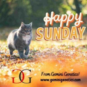 Happy Sunday!