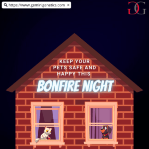 Bonfire Night 2022