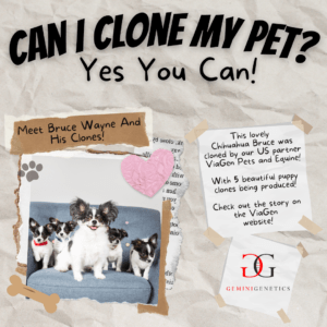 Can i clone my dog?