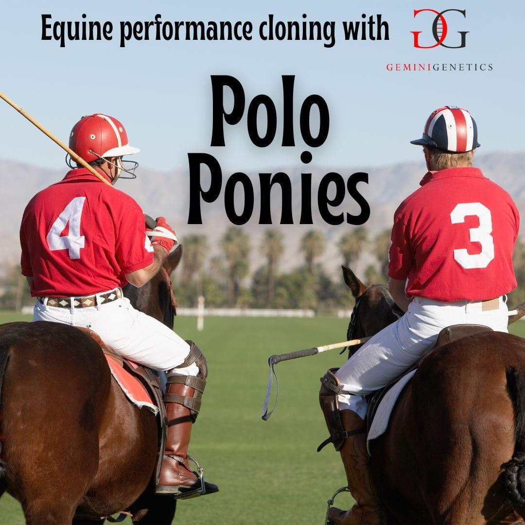 Polo Ponies