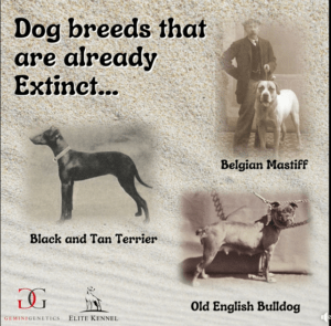 Dog Breed Extinction