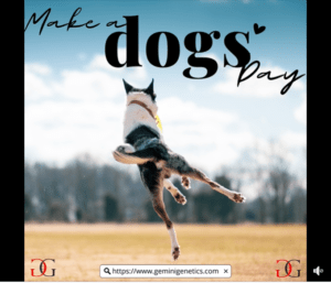 make a dogs day