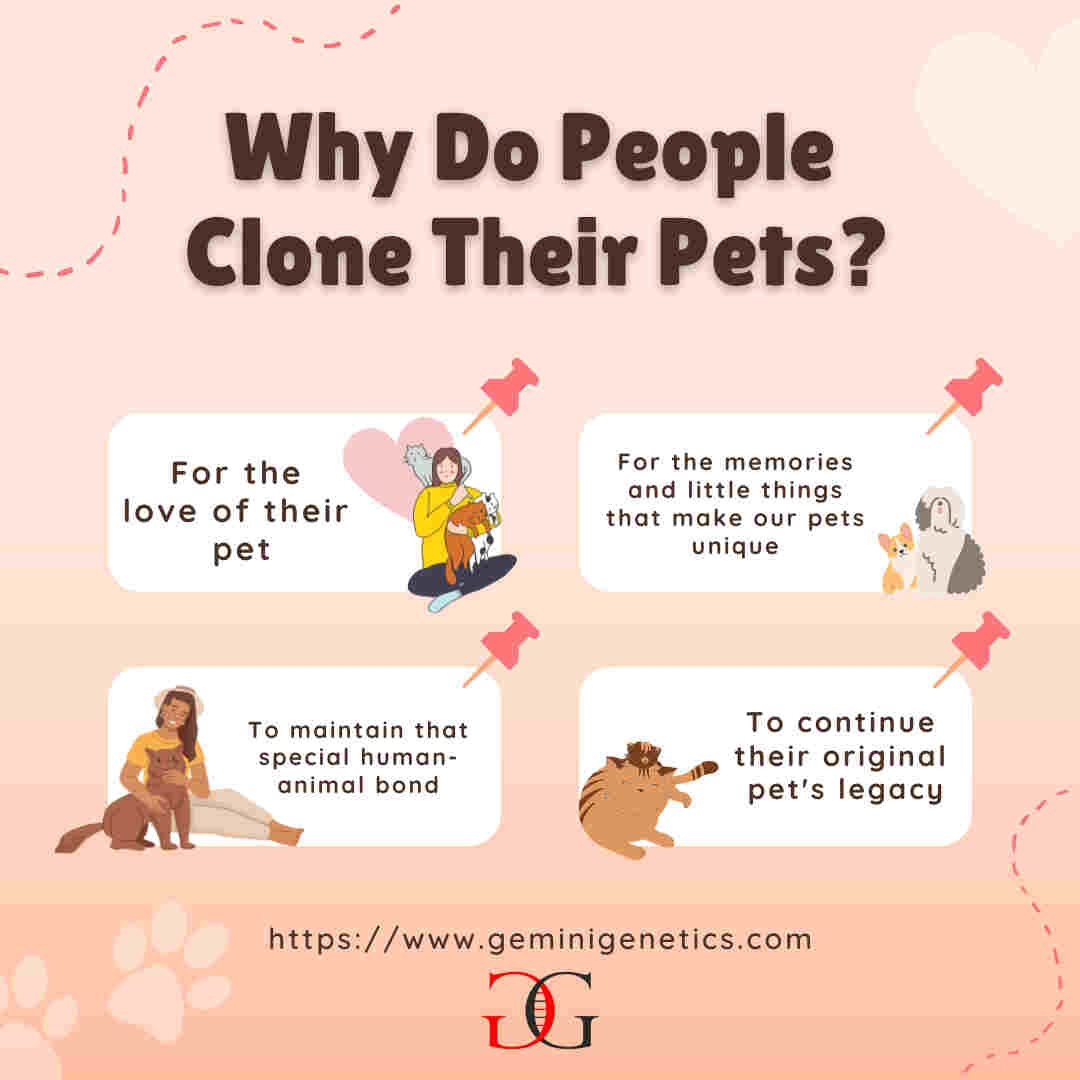 why do people clone their pets