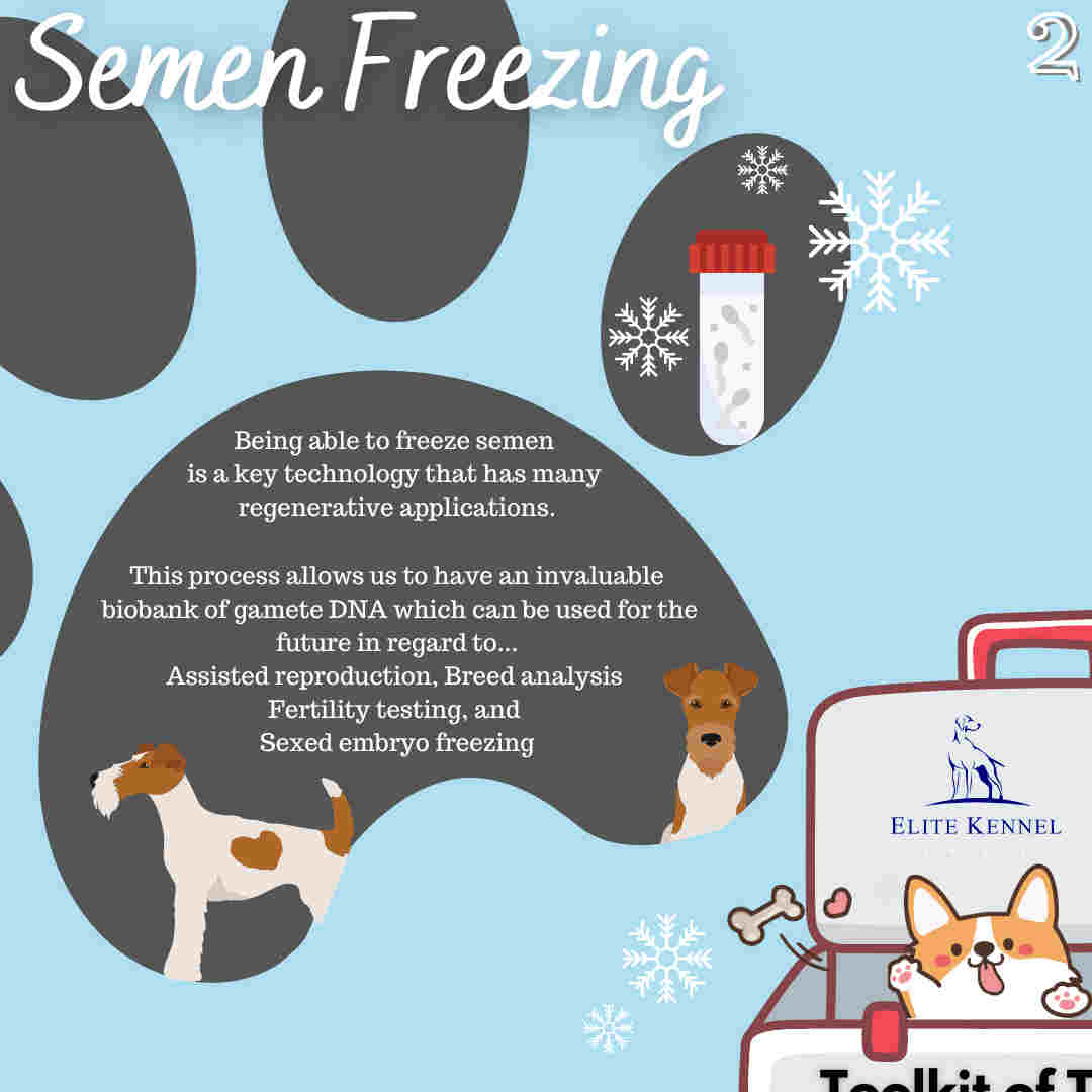 Dog Breed Extinction Gemini Genetics dog-breed-extinction-gemini-genetics