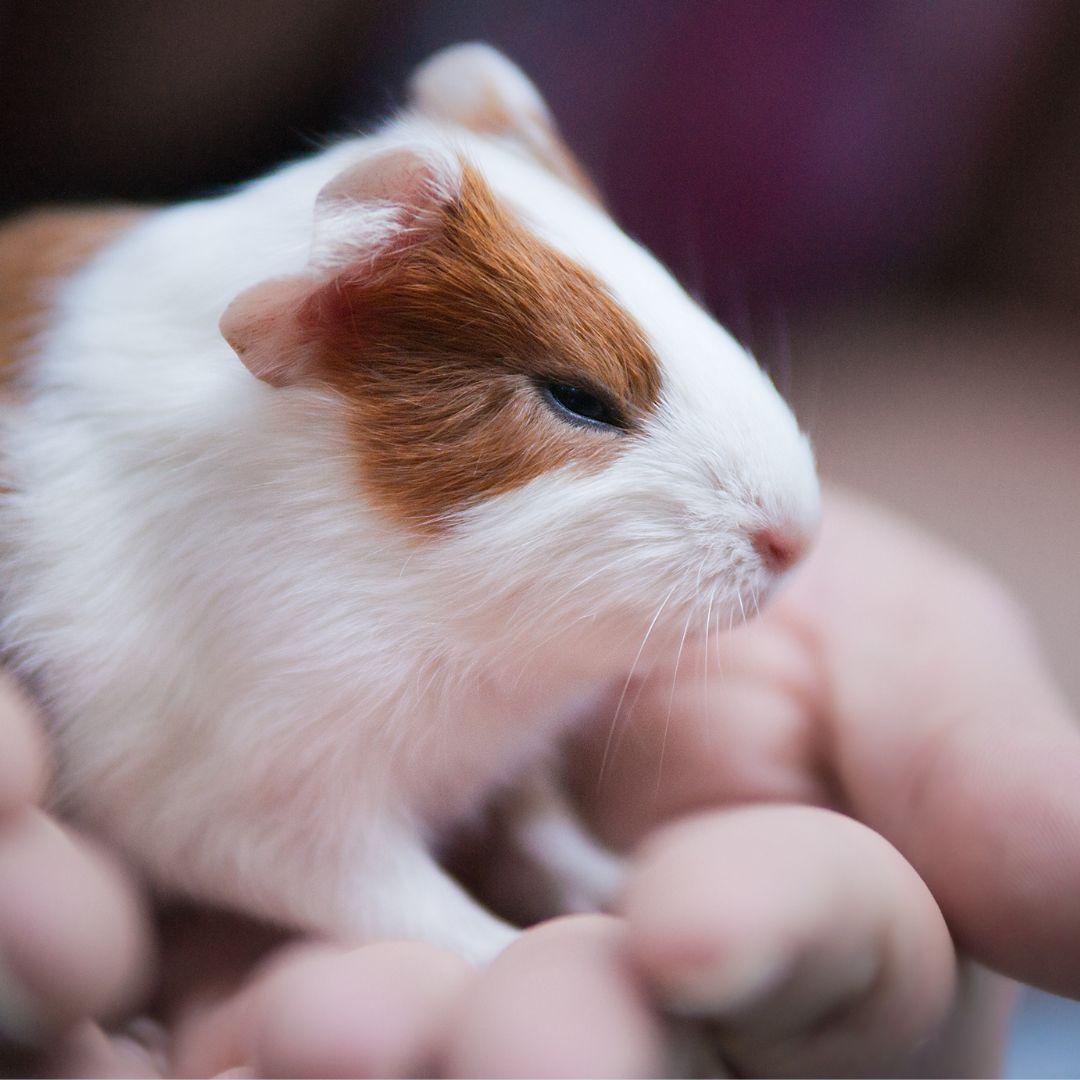 can i clone my guinea pig