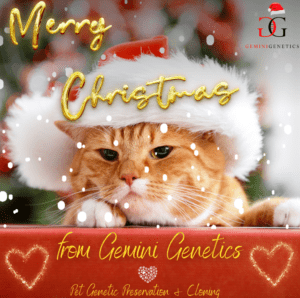 Merry Xmas