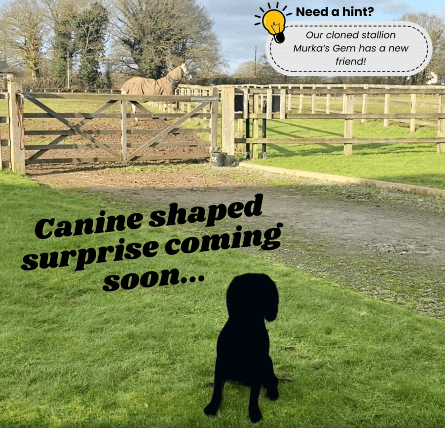 Announcement coming soon!