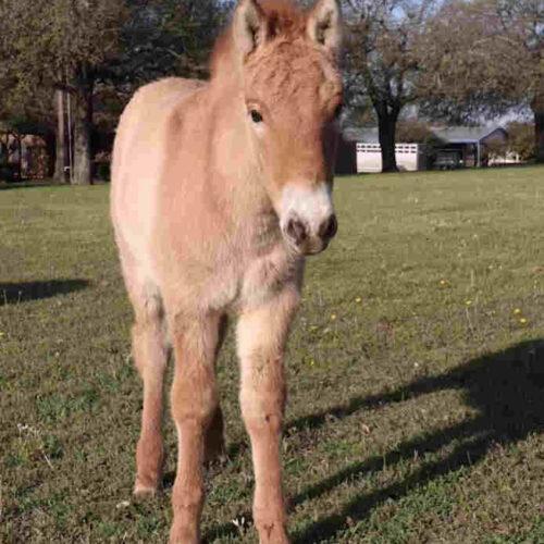 Cloned Przewalaki's Horse