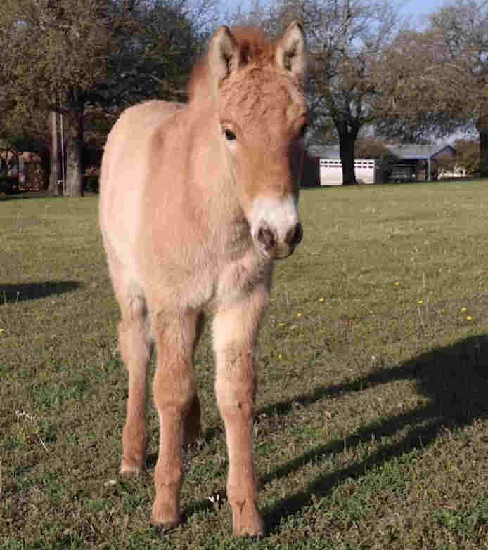 Cloned Przewalaki's Horse