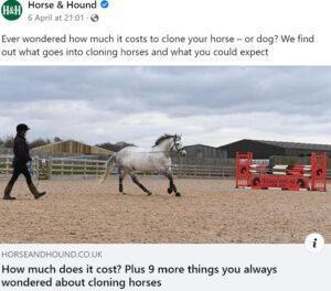 HORSE AND HOUND HORSE CLONING