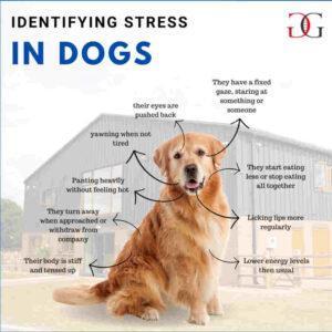 dog stress national pets month