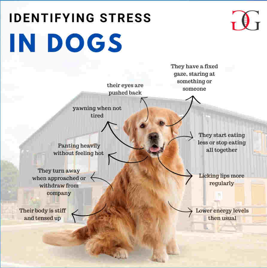 dog stress national pets month