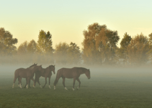 Herd of Horses in a Misty Field