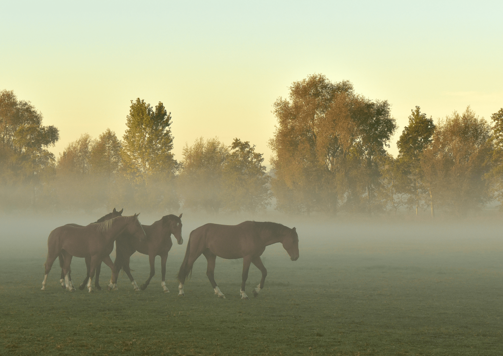 how to clone your horse