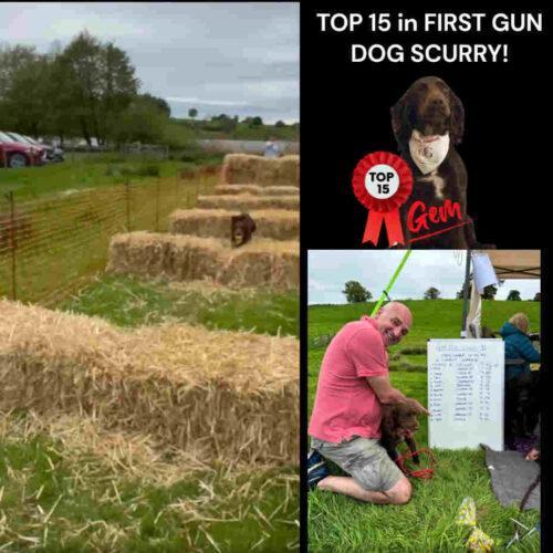 Gem Gun Dog Scurry